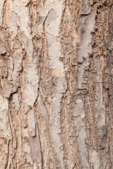Pattern of the bark