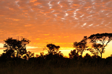 morning in savanna