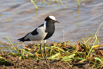 blacksmith lapwing bird