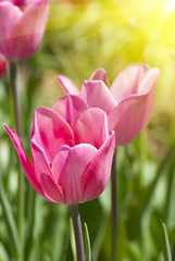 Pink tulips