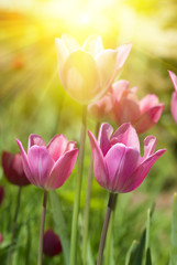 Obraz na płótnie Canvas tulips against the sun's rays