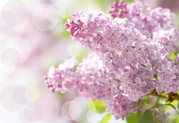 Lilac with bokeh