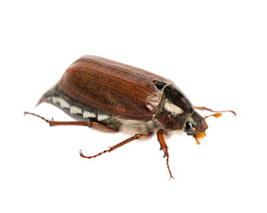 Maikäfer  (Melolontha) auf weißem Hintergrund