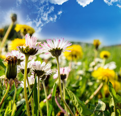 Gänseblümchen und Löwenzahn © doris oberfrank-list