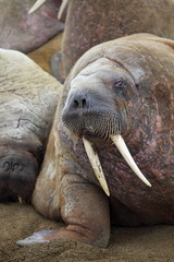 Obraz premium Walrus rookery