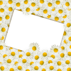 Naklejka na ściany i meble Many daisies and an empty paper