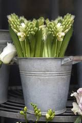 Beautiful white hyacinth flower in a vintage bucket for sale