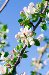 Branch of Apple blossoms with a bee