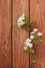 Blossoming twig of pear with green leaves