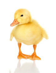 Duckling isolated on white