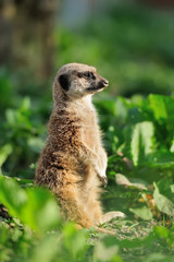 Meerkat