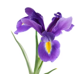 Papier Peint photo Lavable Iris Fleur d& 39 iris violet, isolé sur blanc