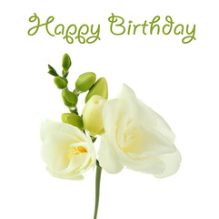 Fototapeta premium Beautiful freesia flower, isolated on white.