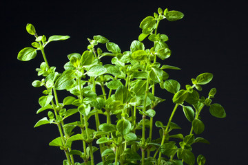 Closeup of fresh basil