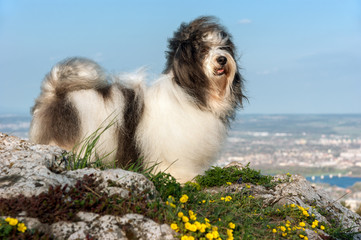 Obraz premium Cute Havanese dog on a rocky mountain, beneath a city