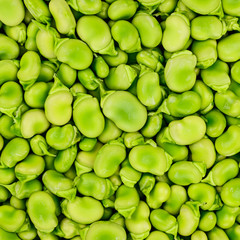 Fava or broad bean background or pattern.