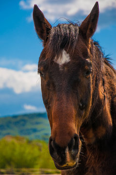 cavallo