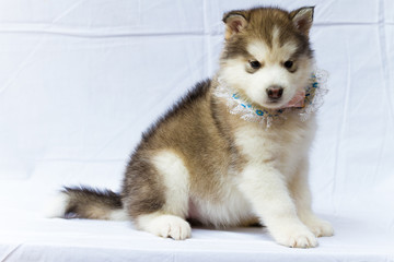 The moon dog, Alaska sled dog