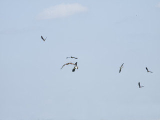 bird fight in the air with lapwings and kestrel