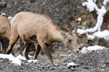 Bighorn Sheep