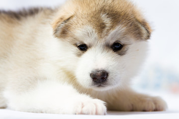 The moon dog, Alaska sled dog