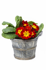Red primrose, symbol of spring