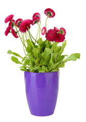 Daisy flowers isolated on white