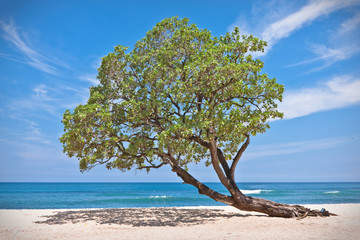 Lonely tree on the beach