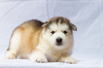 The moon dog, Alaska sled dog