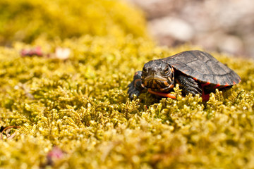 Painted Turtle Baby
