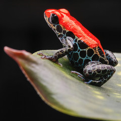 Naklejka premium red poison frog