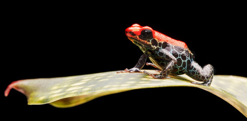 reticulated poison dart frog