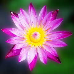 Lotus blossoms or water lily flowers blooming