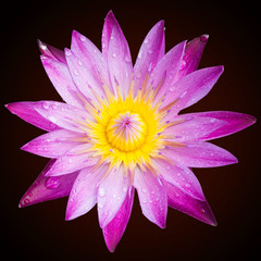 Lotus blossoms or water lily flowers blooming