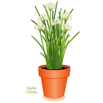 Garlic or Chinese Chives Herb, clay flower pot, Asian cuisines