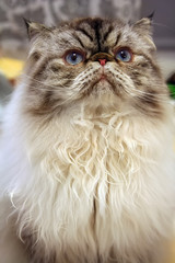 Himalayan Cat