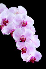 Fototapeta na wymiar Pink orchid.