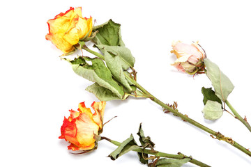 Dry roses on a white background.