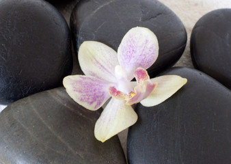 Fototapeta na wymiar orchidée posée sur des galets noir