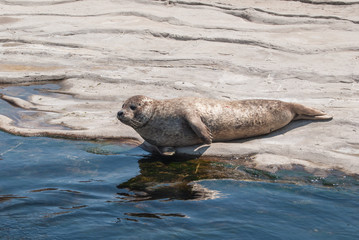 Grey Seal