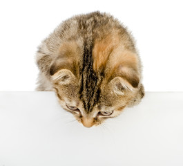 Cute little red kitten with empty board isolated on white 