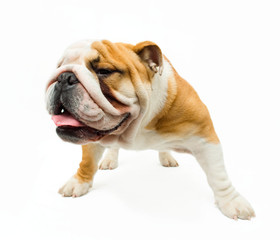 Fototapeta premium Bulldog
