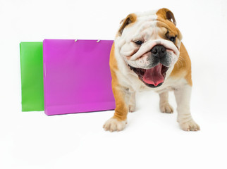 Obraz premium Bulldog