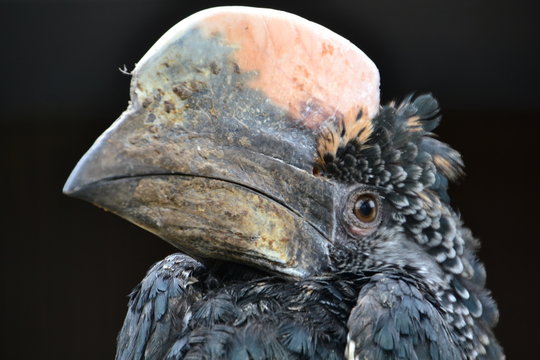 Doppelhornvogel