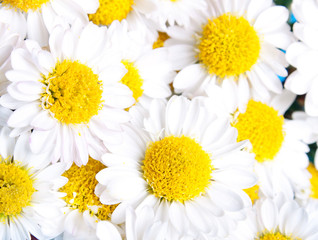 chamomile flowers background