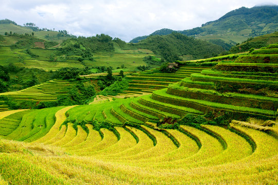terrced rice fields - gold terraced rice fields in Mu Cang Chai,