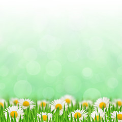 Fototapeta na wymiar Daisies in the grass