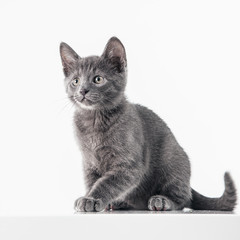 Russian Blue Kitten