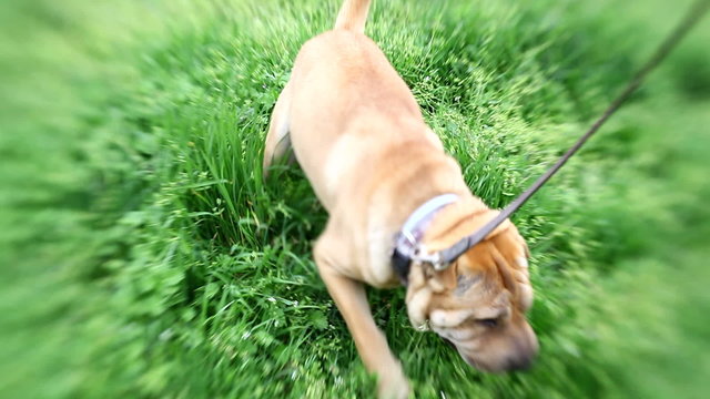 sharpei dog walking, used selective focus