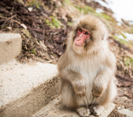 Smiling Japanese macaque